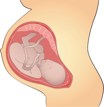 umbilical cord cells for umbilical cord cells for